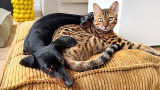 Family Diary Special bond between Mini Dachshunds and Bengal Cat [upl. by Gregson]