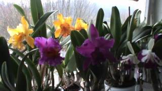 Cattleya  Dez 2009 [upl. by Alleinad]