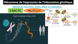 Expression de linformation génétique 2 bac pc option français شرح بالداريجة [upl. by Idnal]