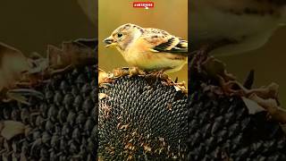 Brambling Bird on sunflower Fringilla montifringillabirds wildlife nature birdsounds birdsong [upl. by Cralg]