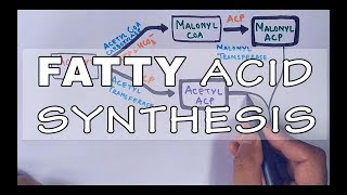 Fatty Acid Biosynthesis  Part II [upl. by Adyahs]