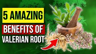 5 AWESOME Valerian Root Benefits [upl. by Wasson959]