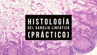 Histología del Ganglio linfático práctico [upl. by Amadeo]