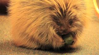 Snickers the Porcupine in the gift store [upl. by Eustacia]