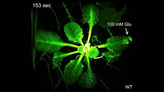 Neurotransmitters trigger defense responses in plants [upl. by Nehgam]