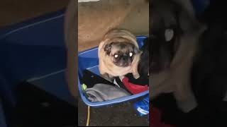 Vibing pug meme not my video [upl. by Marylou851]