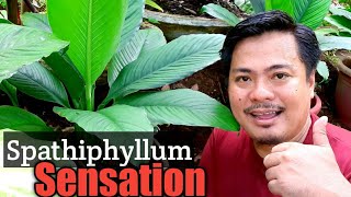 FACTS ABOUT SPATHIPHYLLUM SENSATION  Spathiphyllum Sensation Basic Care and Propagation [upl. by Leribag]