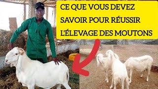 COMMENT RÉUSSIR LÉLEVAGE DES MOUTONS [upl. by Janith]