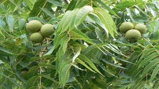 Eastern black walnut  Juglans nigra  Trees of north America [upl. by Ancelin]