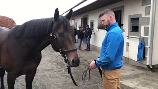 Irish Stallion Trail Yeomanstown Stud  Invincible Army [upl. by Uhile]