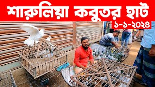 শারুলিয়া কবুতর হাট  kobutor hat 2024  pigeon market in bangladesh  Saroliya kobutor hat [upl. by Anirad]