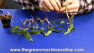 Preparing a Cryptocoryne for planting in an aquarium [upl. by Ban]