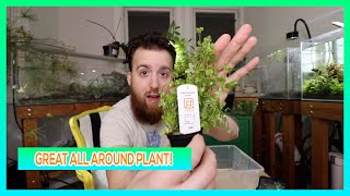 HYDROCOTYLE TRIPARTITA JAPAN  AQUARIUM PLANT CARE GUIDE [upl. by Bogoch]