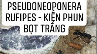 Pseudoneoponera Rufipes  Kiến Phun Bọt Trắng  Ant Vietnam Keeper [upl. by Asatan]