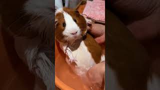 Guinea pig bathing [upl. by Cruickshank491]