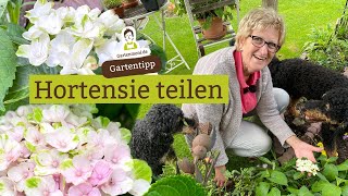 Hortensien verkleinern und teilen  Aus einer großen Pflanze werden mehrere kleine [upl. by Steven314]