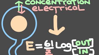 17 The Nernst Equation and the equilibrium potential  Electrical signaling in neurons [upl. by Ayik]