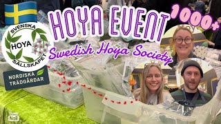 📣BIGGEST HOYA EVENT 1000 Hoya cuttings  Swedish Hoya Society spring 2023  Nordiska Trädgårdar [upl. by Liesa]