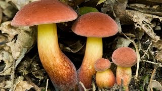 Foraging Boletus sensibilis and Boletus bicolor [upl. by Neelahtak]