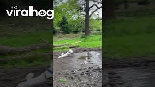 Little Dog Leaps Over Mud Puddle  ViralHog [upl. by Eimaraj371]