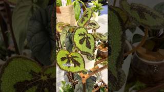 Proven Winners Houseplants  What’s New for 2024 plants houseplants [upl. by Ainecey]