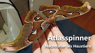 Nachtfalter als Haustiere  Atlaspinner Attacus lorquinii [upl. by Nuj]