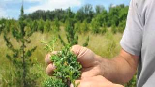 Growing the White Cedar Tree [upl. by Dobson]