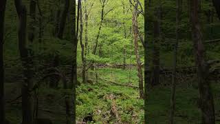 Lost In The Dark Green Exploring Maquoketa Caves State Park [upl. by Vance824]