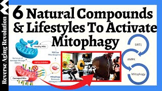 AUTOPHAGY amp MITOPHAGY  6 NATURAL Compounds amp Lifestyles To Activate [upl. by Ydnam]