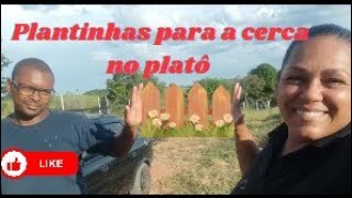 o início das plantinhas para o platôFormio e moreia plantas chacarapequena naturezaviva [upl. by Filberto647]