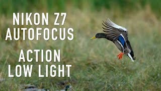 Nikon Z7 Autofocus for Action and Low Light [upl. by Nahtnanhoj419]