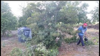 Pruning Sapodilla Tree Manilkara zapota  Making it Higher [upl. by Eudoca]