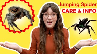 Jumping Spider General Care  Jumping Spider Information [upl. by Nnylidnarb]