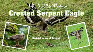 Crested Serpent Eagle  The Serpent Lover of Taiping [upl. by Noivaz]