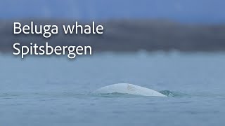 Beluga Whale Svalbard Archipelago [upl. by Nwahsav]