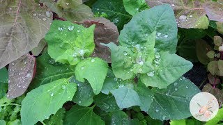 Growing Orach Atriplex Hortensis from Seed Growing Flowers from Seed Gardening for Beginners [upl. by Frankhouse635]