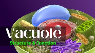 Vacuole  Vacuoe structure and function  Vacuole class 11 [upl. by Oshinski163]