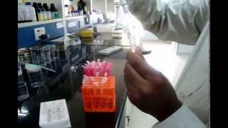 DNA markers for commercial seed lot purity test [upl. by Eyaj]