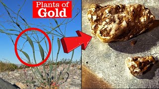 Geology of Gold  These Plants Grow Near Gold Deposits [upl. by Adalie]