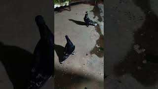 Fancy pigeon By VIP PET SHOP ALINAGAR CHAURAHA MUBARAKPUR AZAMGARH UP 94553 12515 [upl. by Metzgar]