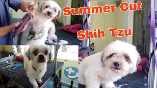 HOW TO DO A SHIH TZU IN SUMMER CUT  GROOMER STYLE [upl. by Nus]