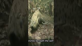 The planets coolest animals go to extreme lengths to survive  Part 3 Lungfish animals fish [upl. by Dania]