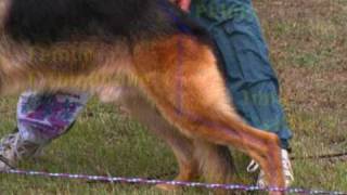 The German Shepherd Dog the German Way 1 Gait and Locomotion [upl. by Lennox988]