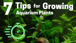 7 Tips for Growing Freshwater Plants in an Aquarium [upl. by Dnalhsa903]