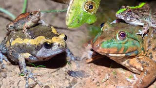 Catching the Funniest Frog  Catching Funny frogs boing boing  funny animal videos [upl. by Kester]