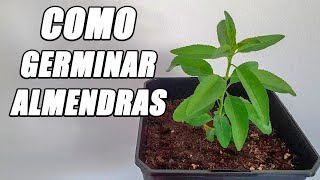 Germina Una ALMENDRA y Obtiene Tu Propio Árbol  La Huerta De Alber [upl. by Iniretake]