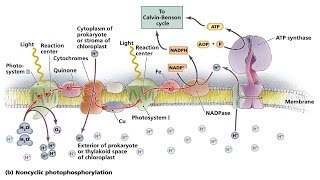 Cyclic and Noncyclic Photo phosphorylation [upl. by Ellekcir]