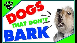 Top 10 Quiet Small Dog Breeds  Dogs 101 [upl. by Sacci]