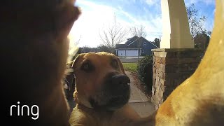 Watch How This Dog Uses a Ring Video Doorbell to Get Back In The House  RingTV [upl. by Anitra725]