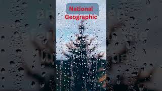 National Geograpic video store vairal MSM1 msm [upl. by Prisilla443]